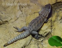 Oplurus cyclurus - Merrem's Madagascar Swift