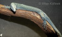 Varanus kordensis - Kordo Tree Monitor