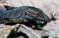 Varanus mertensi - Mertens's Water Monitor