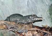 Osteolaemus tetraspis - African Dwarf Crocodile