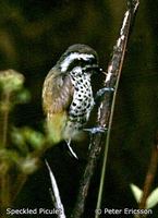 Speckled Piculet - Picumnus innominatus