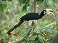 Oriental Pied Hornbill - Anthracoceros albirostris