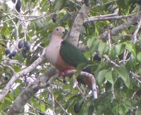 Cinnamon-bellied Imperial Pigeon - Ducula basilica