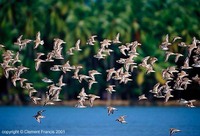 Kentish Plover - Charadrius alexandrinus