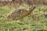 Great Bittern - Botaurus stellaris