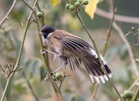 White-cheeked Laughingthrush - Garrulax vassali