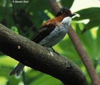 Chestnut Bulbul - Hemixos castanonotus