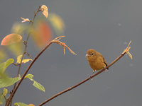 Summer Tanager (Piranga rubra) photo