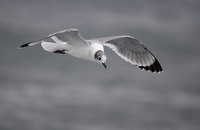 Franklin's Gull (Larus pipixcan) photo