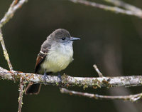 Pale-edged Flycatcher (Myiarchus cephalotes) photo