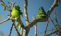 Blue-winged Parrotlet - Forpus xanthopterygius