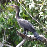 Olivaceous Cormorant (Phalacrocorax brasilianus)