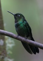 Tourmaline Sunangel - Heliangelus exortis