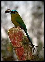 Highland Motmot - Momotus aequatorialis