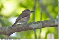 Rusty-breasted Nunlet - Nonnula rubecula