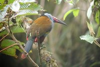 Plate-billed Mountain-Toucan - Andigena laminirostris