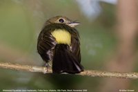 Whiskered Flycatcher - Myiobius barbatus