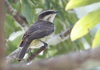 Piratic Flycatcher - Legatus leucophaius