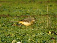 Gray Wagtail - Motacilla cinerea