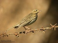 Tree Pipit - Anthus trivialis