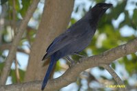 Purplish Jay - Cyanocorax cyanomelas