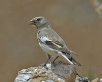 Black-winged Snowfinch - Montifringilla adamsi