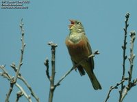 Ortolan Bunting - Emberiza hortulana