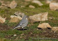 White-winged Diuca-Finch - Diuca speculifera