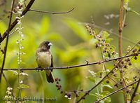 Yellow-bellied Seedeater - Sporophila nigricollis