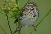 Savannah Sparrow - Passerculus sandwichensis