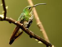 Mountain velvetbreast (female)