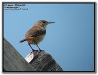 house wren, Corru�ra / Cambaxirra