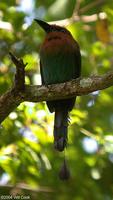 Broad-billed Motmot (Electron platyrhynchum)