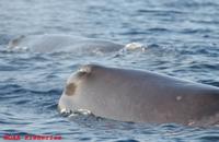 Sperm whale head