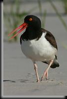 American Oystercatcher, Jones Beach, NY