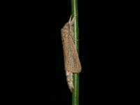 Reed Leopard
