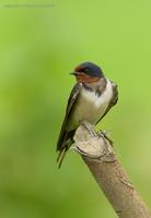 Barn-Swallow