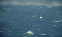 Black-browed Albatross (Thalassarche melanophris)