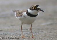 Little-Linged Plover Charadrius dubius 꼬마물떼새