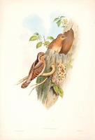 Richter after Gould Wryneck (Yunx torquilla)