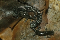 : Ambystoma opacum; Marbled Salamander