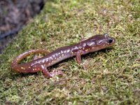 : Aneides lugubris; Arboreal Salamander