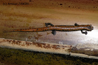 : Bolitoglossa platydactyla