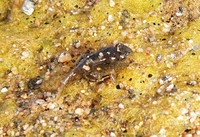 : Bufo microscaphus; Arizona Toad