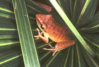 : Hypsiboas albopunctatus