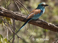 : Coracias abyssinica; Abyssinian Roller