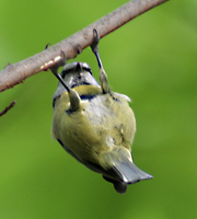 : Cyanistes caeruleus; Blue Tit