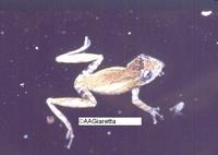 : Scinax hiemalis