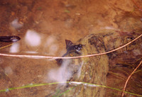 : Xenopus longipes