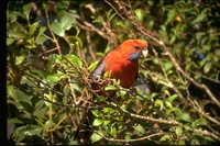 : Platycercus elegans; Adelaide Rosella